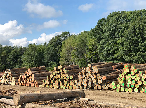 Hardwood Logs