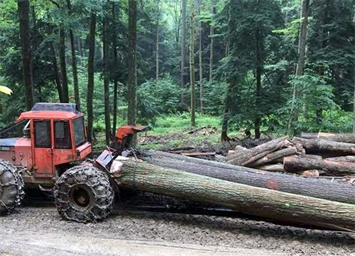 PA Hardwoods Logging3