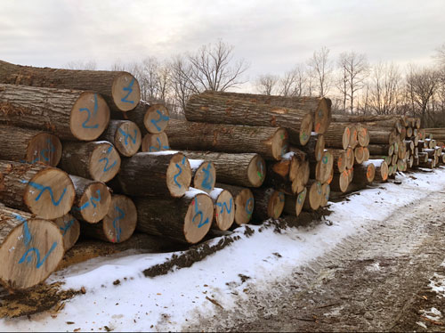 PA Hardwoods Oak Logs